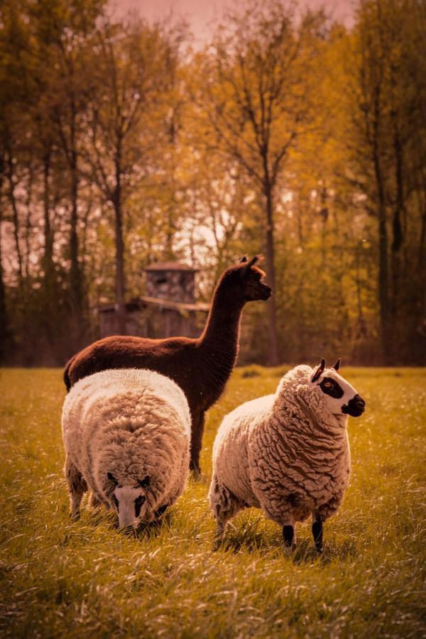 De Betze - Country Life Βίλα Geetbets Εξωτερικό φωτογραφία